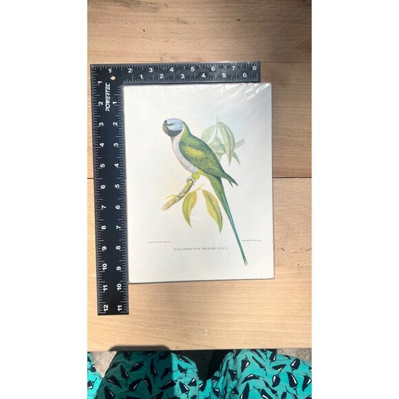 Rare Lithograph By J. Gould & H.C Richter , Hullmandel and Walton, IMP - Picture 5 of 8